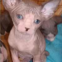 Cuccioli di Sphynx