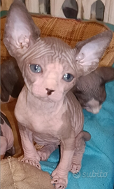 Cuccioli di Sphynx