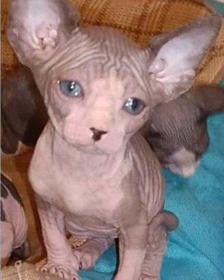 Cuccioli di Sphynx