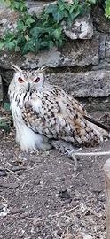 Rapace Gufo del bengala