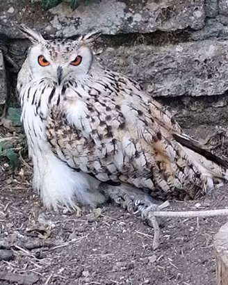 Rapace Gufo del bengala