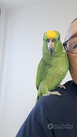 Amazzone Fronte Gialla