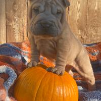 Shar pei Pedigree Enci