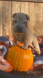 Shar pei Pedigree Enci