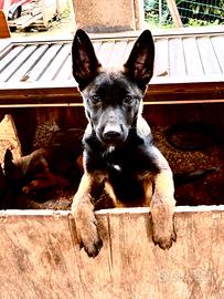 Cucciola Pastore Belga