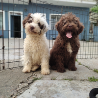 Lagotto romagnolo