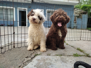 Lagotto romagnolo
