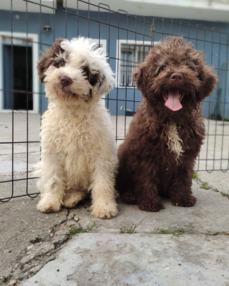 Lagotto romagnolo