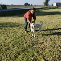 Meticcio beige un bel cane