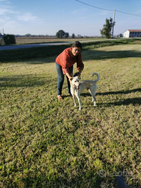 Meticcio beige un bel cane