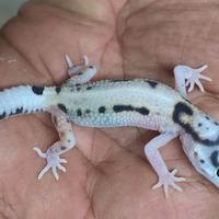 Geco leopardino