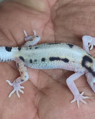 Geco leopardino