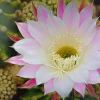 echinopsis vaso pianta grassa 