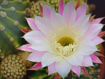 echinopsis vaso pianta grassa 