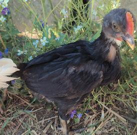 Gallette di cova natale