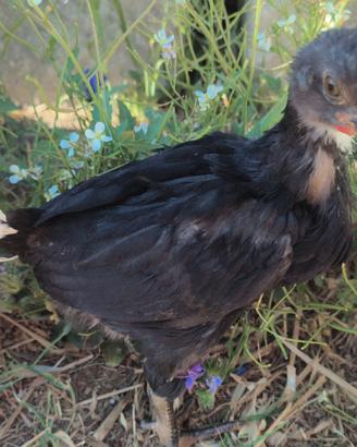 Gallette di cova natale