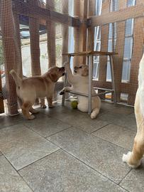 Labrador cucciolo maschio