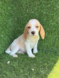 Beagle