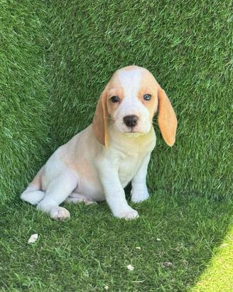 Beagle