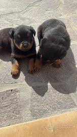 Cuccioli di Rottweiler