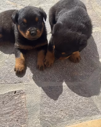 Cuccioli di Rottweiler