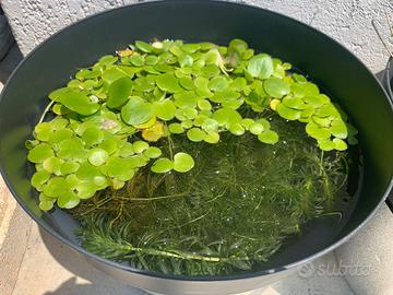 PIANTE ACQUATICHE E PALUSTRI