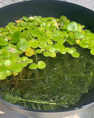 PIANTE ACQUATICHE E PALUSTRI