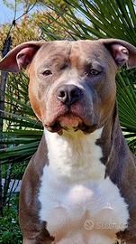 Cuccioli di american staffordshire terrier