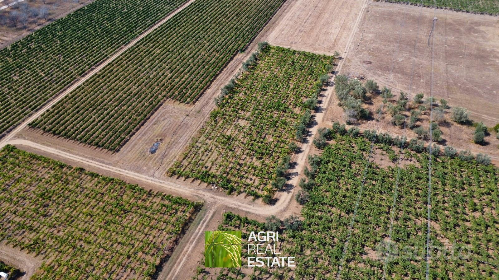 Terreno agricolo 4 ettari fronte strada con pozzo - Vista 4
