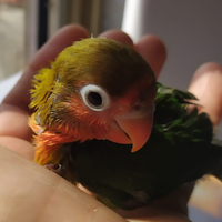 Inseparabili fiscer allevati a mano