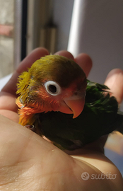 Inseparabili fiscer allevati a mano