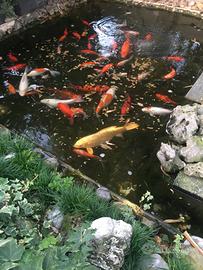 Pesci koi