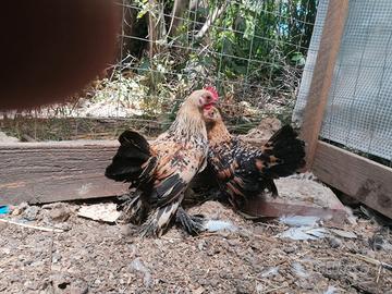 Galline nana calzata