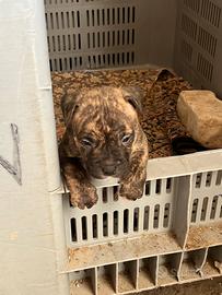 Pitbull
