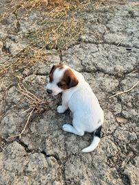 Jack russell