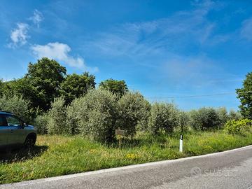 Oliveto
