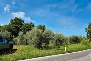 Oliveto