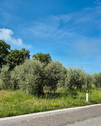 Oliveto