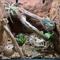 Terrario Terratlantis 60x40x60 + Geco Ciliatus