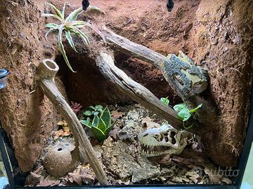 Terrario Terratlantis 60x40x60 + Geco Ciliatus