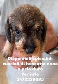 Bassotti nani a pelo duro
