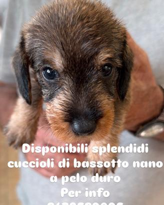 Bassotti nani a pelo duro