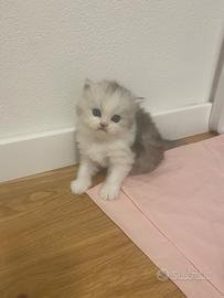 Cucciolo persiano cincillà 