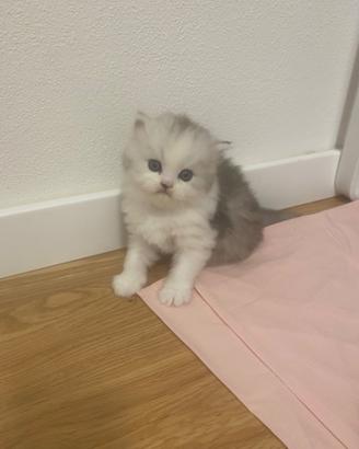 Cucciolo persiano cincillà 