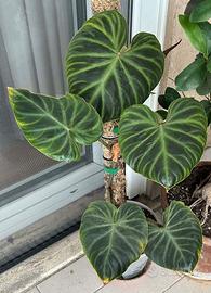 Talee Philodendron Verrucosum