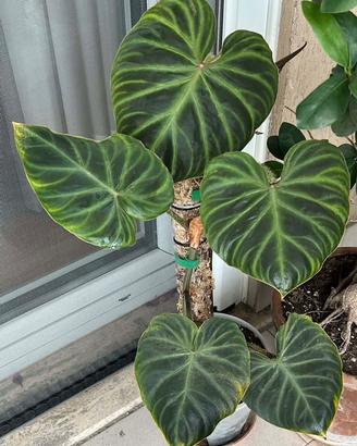 Talee Philodendron Verrucosum