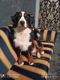 Bovaro del bernese