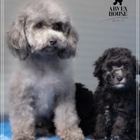 Barboncino Grigio Nano Toy