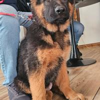 Cucciolo pastore tedesco