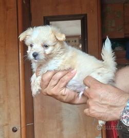 Cucciolo di maltipoo